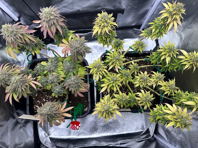 Growreport Bild 3