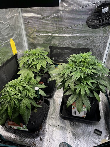Growreport Bild 1