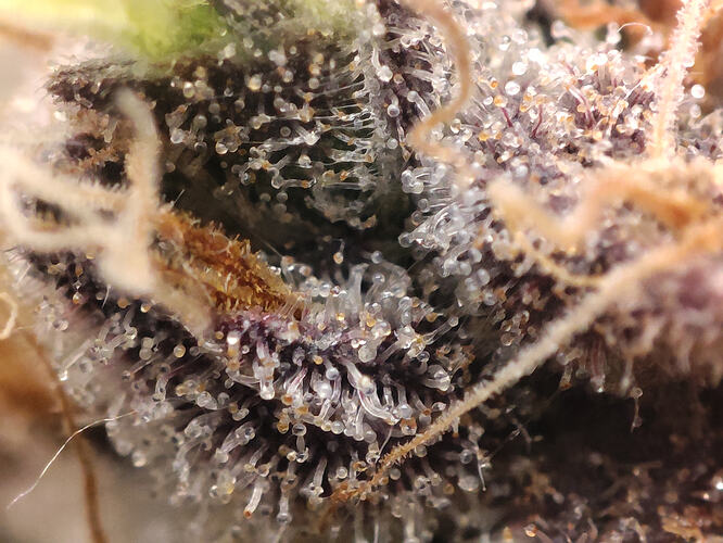 Growreport Bild 15