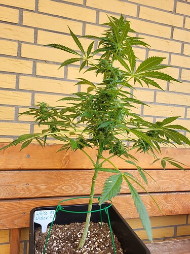 Growreport Bild 13