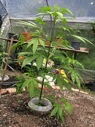Grow26_0702_09