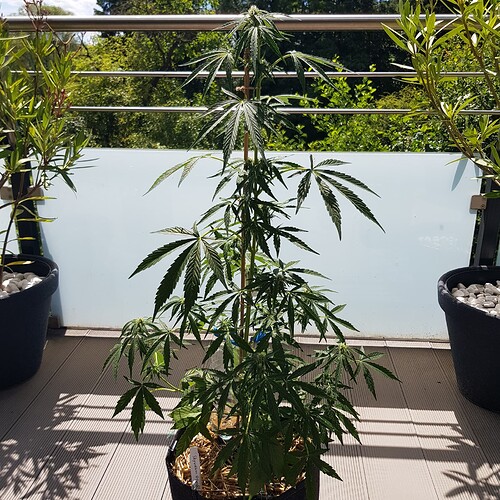 Growreport Bild 3