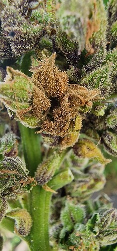 Growreport Bild 57