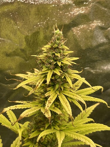 Growreport Bild 7