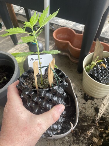 Growreport Bild 4