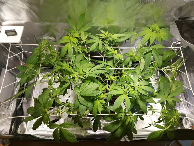 Growreport Bild 1