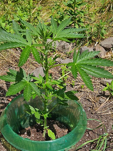 Growreport Bild 5