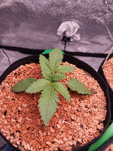 IMG_20241202_180631 - Kopie