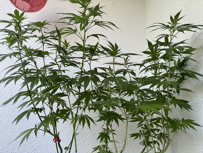 Growreport Bild 2