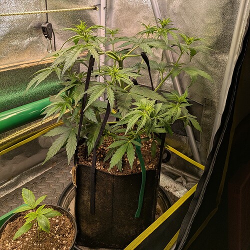 Growreport Bild 27