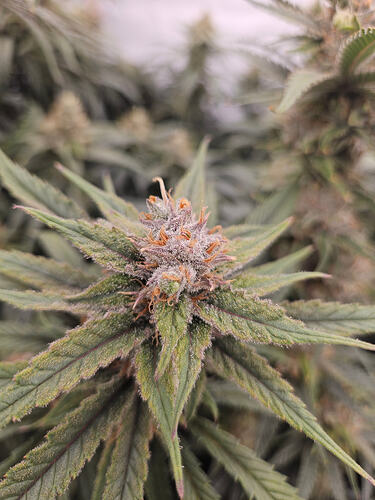 Growreport Bild 3