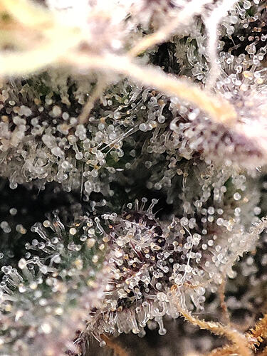 Growreport Bild 6