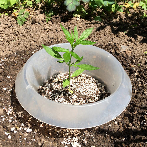 Grow26071109