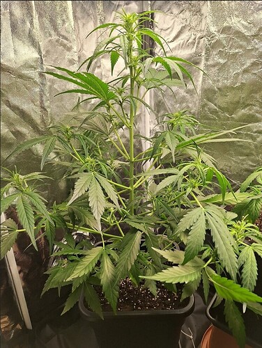 Screenshot_20240531_105224_Chrome