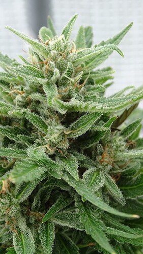 Growreport Bild 13