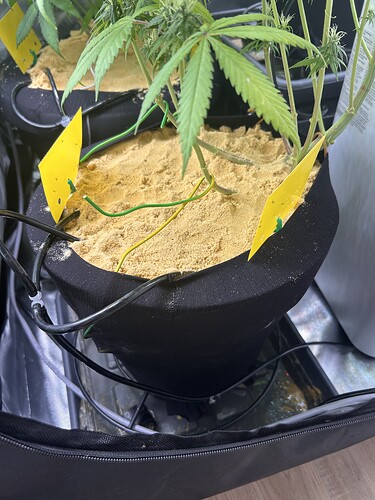 Growreport Bild 3