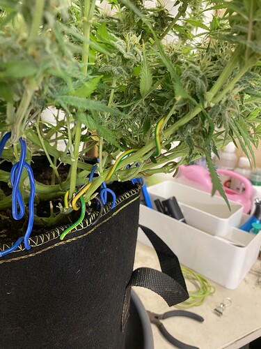 Growreport Bild 79