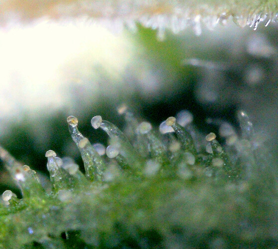 trichome_jack_3