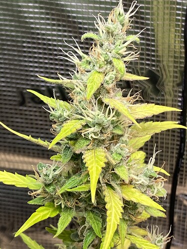 Growreport Bild 60