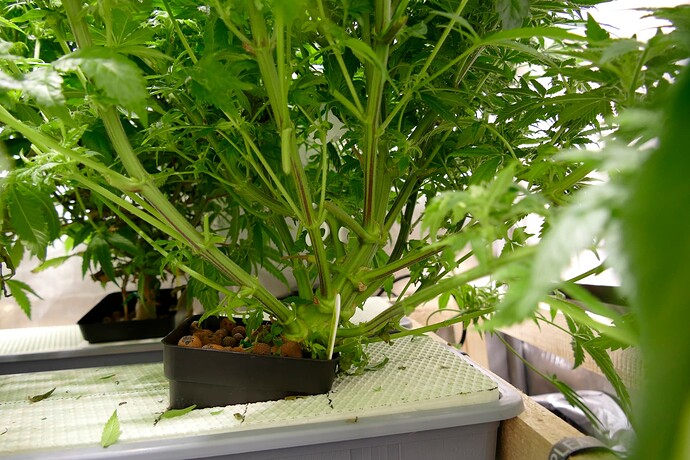 PT_Stamm_vorne_VT76BT29