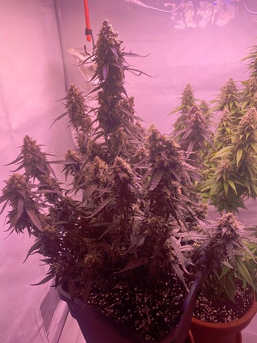 Growreport Bild 5