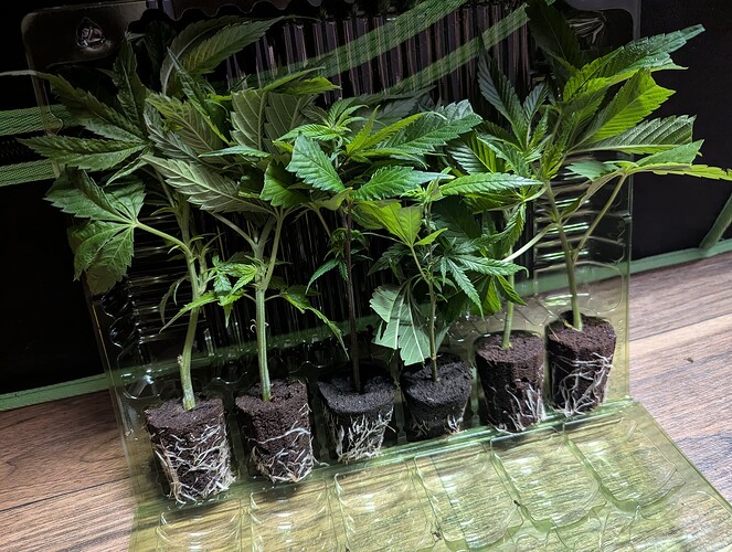 Growreport Bild 2