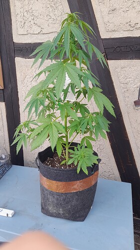 Growreport Bild 25