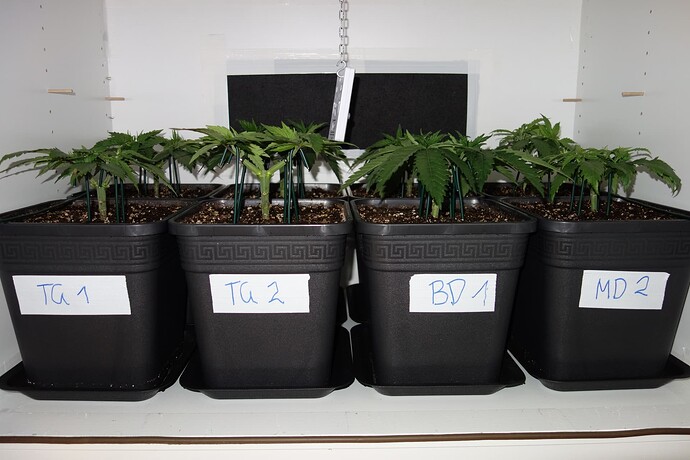 Growreport Bild 6
