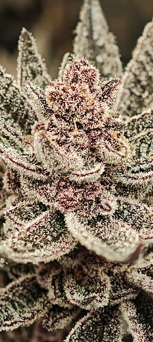 Growreport Bild 15