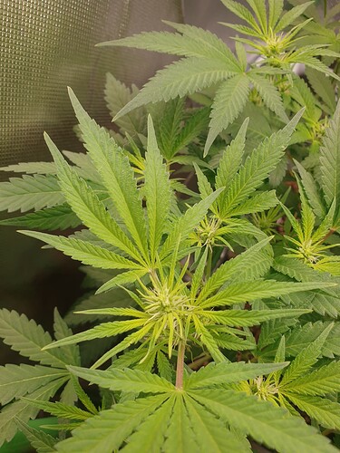 Growreport Bild 3