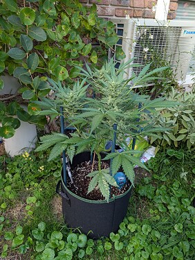 Growreport Bild 7
