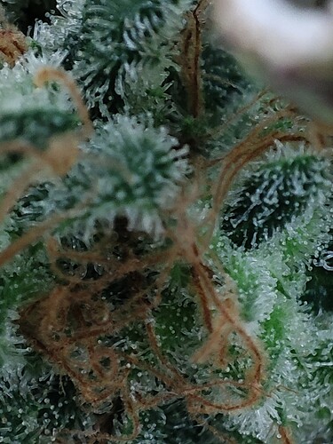Growreport Bild 107