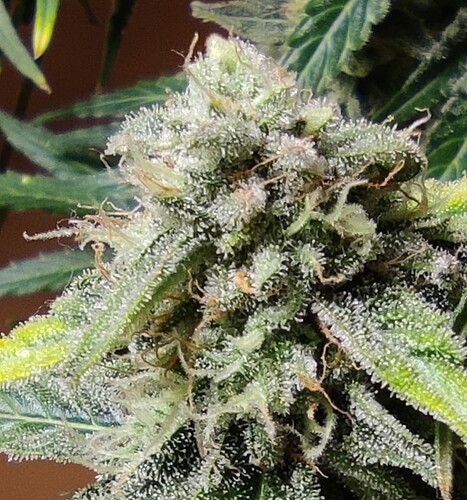 Growreport Bild 10
