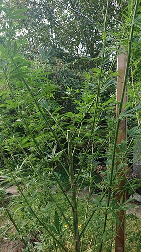 Growreport Bild 12