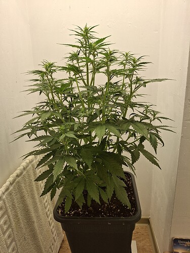 Growreport Bild 88