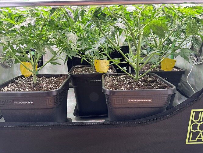 Growreport Bild 3