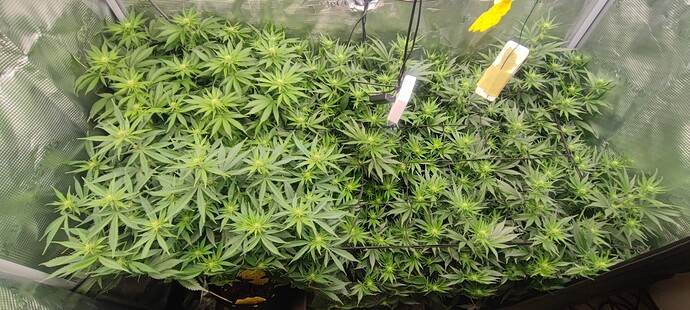 Growreport Bild 13