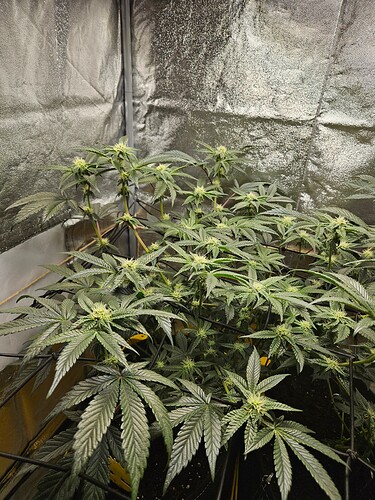 Growreport Bild 1