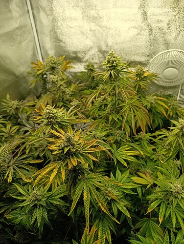 Growreport Bild 1