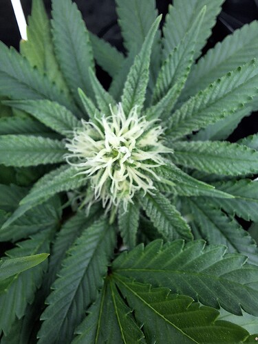 Growreport Bild 25