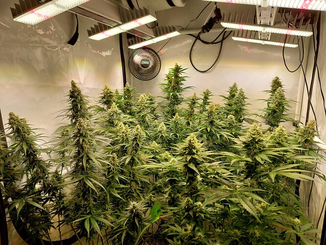 Growreport Bild 1