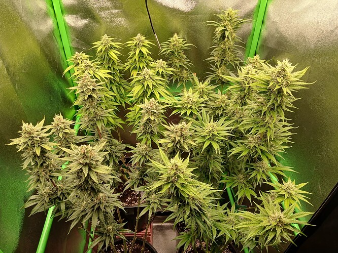 Growreport Bild 25