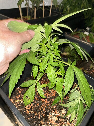 Growreport Bild 35