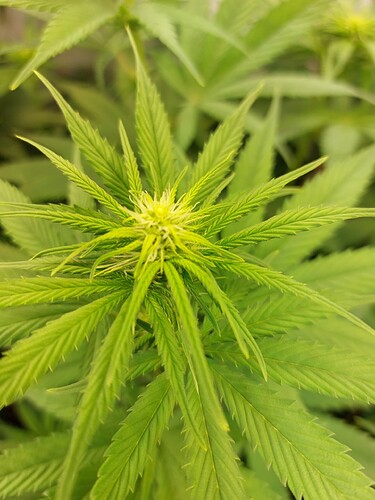 Growreport Bild 8
