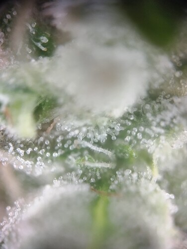 Growreport Bild 13