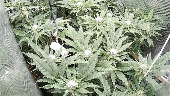 Growreport Bild 37