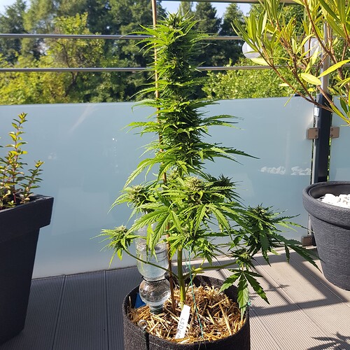 Growreport Bild 1