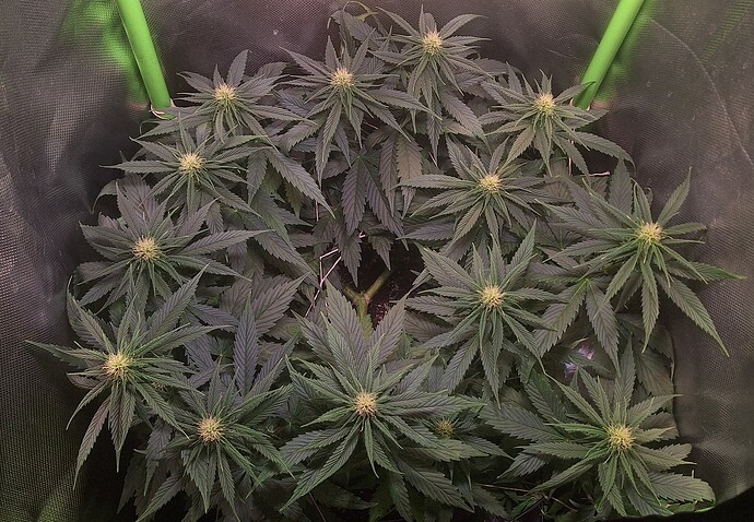Growreport Bild 2