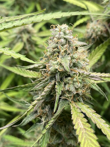 Growreport Bild 24