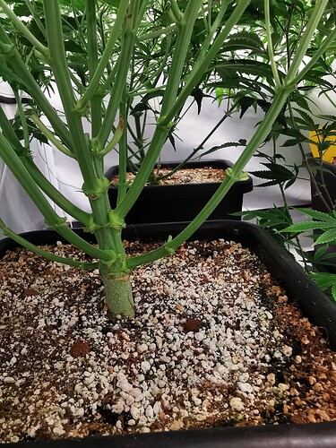 Growreport Bild 7